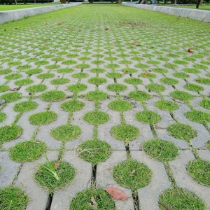 �͑�����